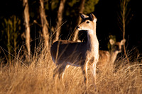 Good Morning Deer-1.jpg