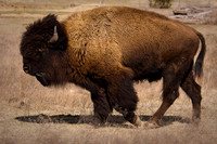Bison in the Prairie-4.jpg
