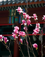 Beijing 2004-17.jpg