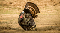 Turkeys-11