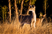 February 2008-21-Edit