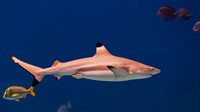 Atlanta Aquarium 2011-14