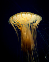 Atlanta Aquarium 2011-46