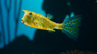 Atlanta Aquarium 2011-66