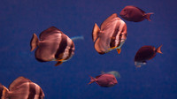 Atlanta Aquarium 2011-12