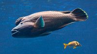 Atlanta Aquarium 2011-7