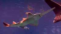 Atlanta Aquarium 2011-17