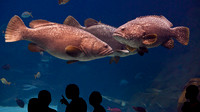 Atlanta Aquarium 2011