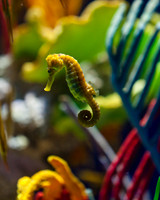 Atlanta Aquarium 2011-64