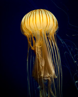 Atlanta Aquarium 2011-45
