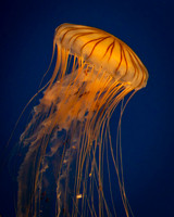 Atlanta Aquarium 2011-43