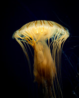 Atlanta Aquarium 2011-47