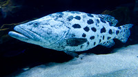Atlanta Aquarium 2011-1