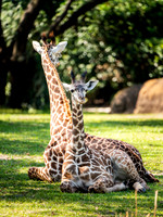 Disney Animal Kingdom 2019-50