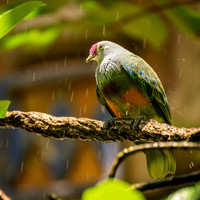 Disney Animal Kingdom 2019-493