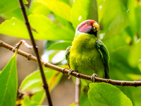 Disney Animal Kingdom 2019-485