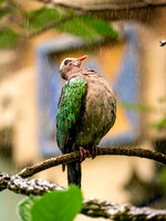 Disney Animal Kingdom 2019-484