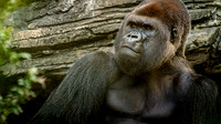 The monkey and me-3