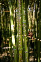 Beijing 2004-14.jpg