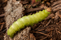 Caterpillar - June 2010-1