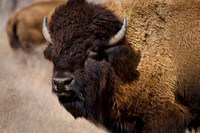 Bison in the Prairie-5.jpg