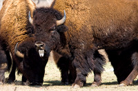 Bison in the Prairie-1.jpg