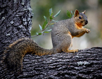 Squirrel in the dusk.jpg