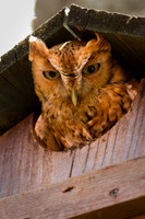Mexican Spotted Owl-1.jpg