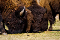 Bison in the Prairie-2.jpg