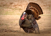 Mr. Turkey.jpg