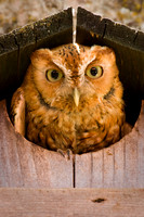 Mexican Spotted Owl-2.jpg