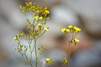 Winter Blossom-1.jpg