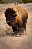 Bison in the Prairie-3.jpg